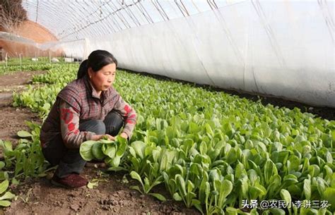 小白菜生長週期|小白菜的栽種